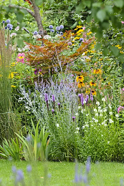 474331 - Maple (Acer), Russian sage (Perovskia), cone flower (Rudbeckia) and obedient plant (Physostegia)