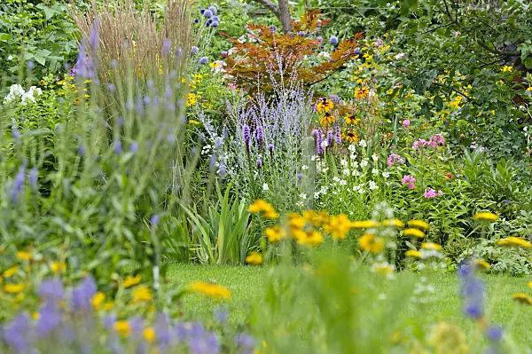 474332 - Maple (Acer), Russian sage (Perovskia), cone flower (Rudbeckia) and obedient plant (Physostegia)