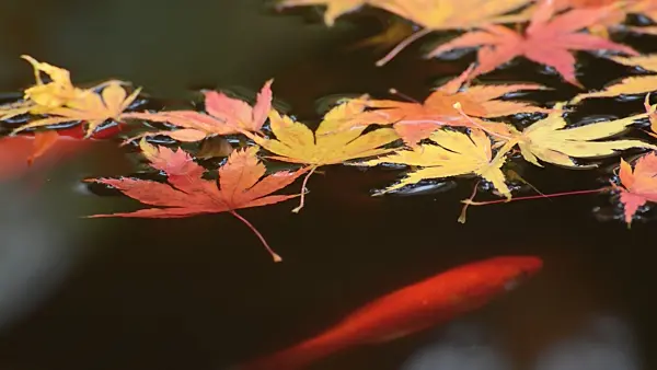 501263 - Maple leaves and goldfish in the water