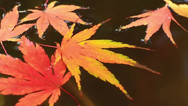 501256 - Maple leaves in the water