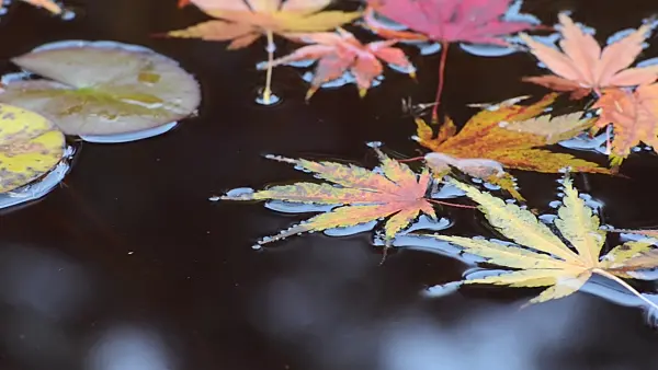 501262 - Maple leaves in the water