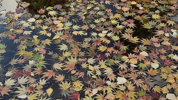 513127 - Maple leaves in the water