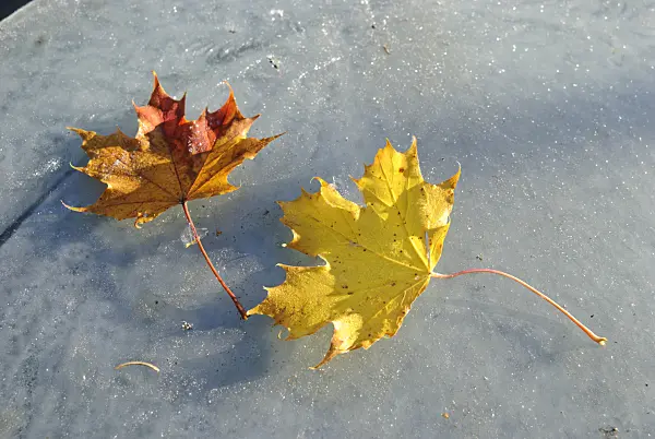518061 - Maple leaves on ice