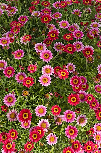 498079 - Marguerite (Argyranthemum frutescens 'Madeira Deep Rose')