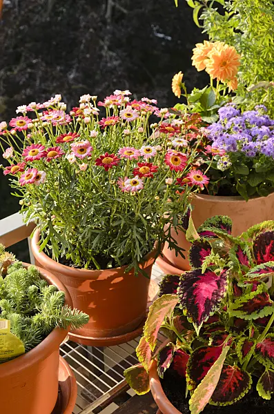 522042 - Marguerite (Argyranthemum frutescens 'Madeira Deep Rose') and coleus (Solenostemon scutellarioides syn. Coleus blumei)