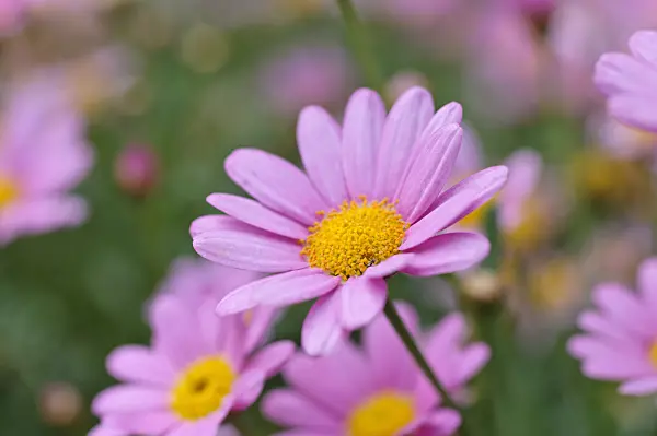 476272 - Marguerite (Argyranthemum frutescens 'Molimba')