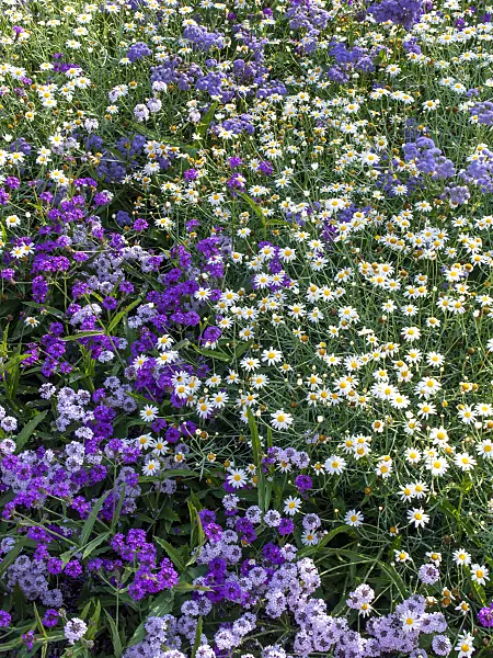 439293 - Marguerite (Argyranthemum frutescens 'Silverleaf') and tuberous vervain (Verbena rigida)