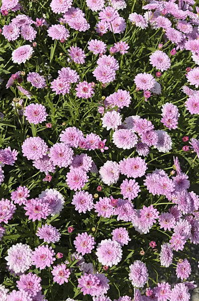 498077 - Marguerite (Argyranthemum frutescens 'Summer Melody')