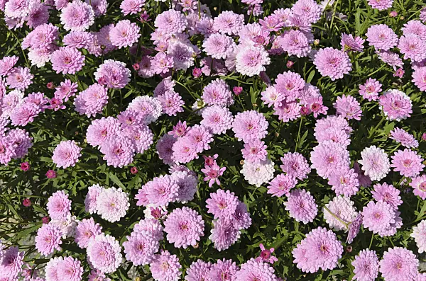 498078 - Marguerite (Argyranthemum frutescens 'Summer Melody')