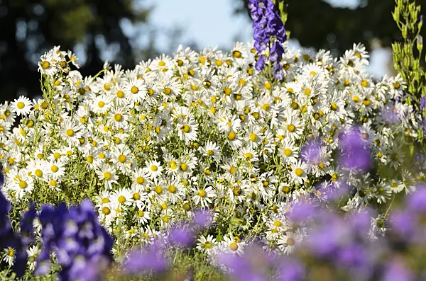 501038 - Marguerite d'automne (Leucanthemella serotina)