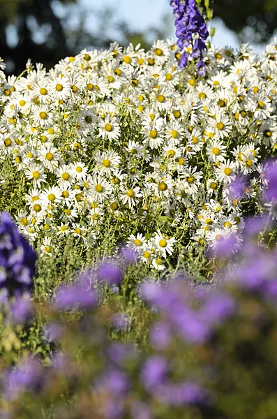 501039 - Marguerite d'automne (Leucanthemella serotina)