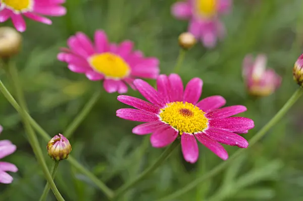 476269 - Marguerite de Paris (Argyranthemum frutescens 'Bright Karmine')