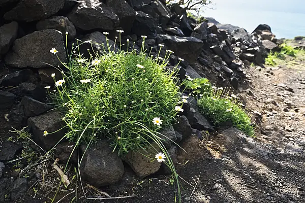 397075 - Marguerite de Paris (Argyranthemum frutescens), réserve naturelle de Tamadaba, Gran Canaria, Espagne
