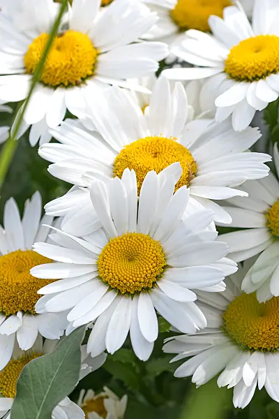 664225 - Marguerite géante (Leucanthemum maximum)