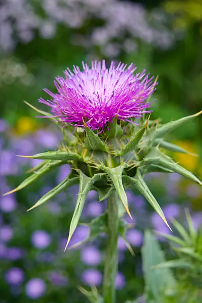 670001 - Mariendistel (Silybium marianum)