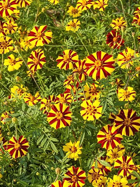 441150 - Marigold (Tagetes)