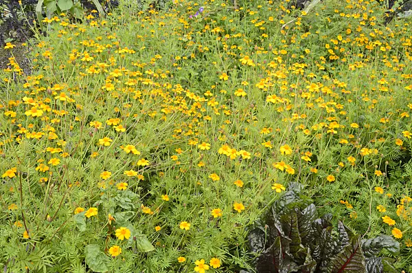 549145 - Marigold (Tagetes)
