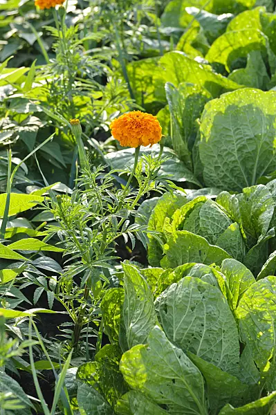 474503 - Marigold (Tagetes) and Chinese cabbage (Brassica rapa subsp. pekinensis)
