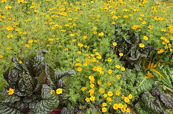 549144 - Marigold (Tagetes) and mangold (Beta vulgaris var. cicla)