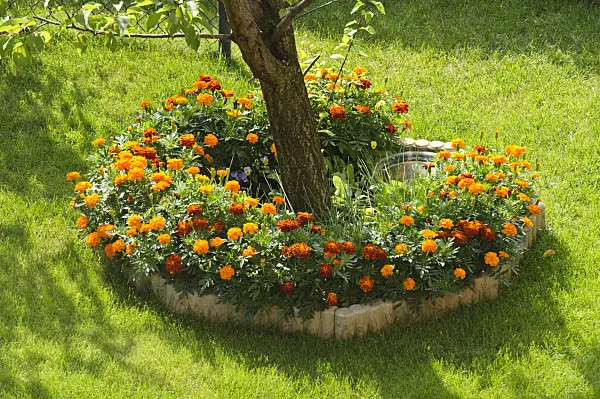 475113 - Marigolds (Tagetes)