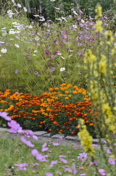 524025 - Marigolds (Tagetes) and garden cosmos (Cosmos bipinnatus)