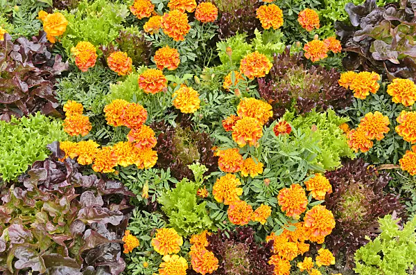 536047 - Marigolds (Tagetes) and lettuce (Lactuca)