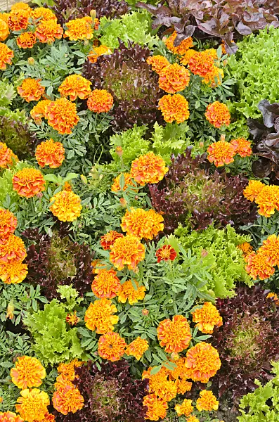 536048 - Marigolds (Tagetes) and lettuce (Lactuca)