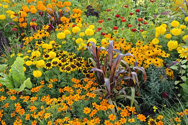 475186 - Marigolds (Tagetes), black-eyed Susan (Rudbeckia hirta) and perl millet (Pennisetum glaucum 'Purple Majesty' syn. Pennisetum americanum 'Purple Majesty')