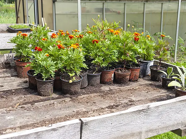 523254 - Marigolds (Tagetes) in pots on a workbench