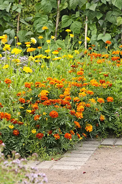 475174 - Marigolds (Tagetes), pot marigolds (Calendula officinalis) and green beans (Phaseolus vulgaris var. vulgaris)