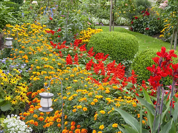 523296 - Marigolds (Tagetes), scarlet sage (Salvia splendens) and common boxwood (Buxus sempervirens)