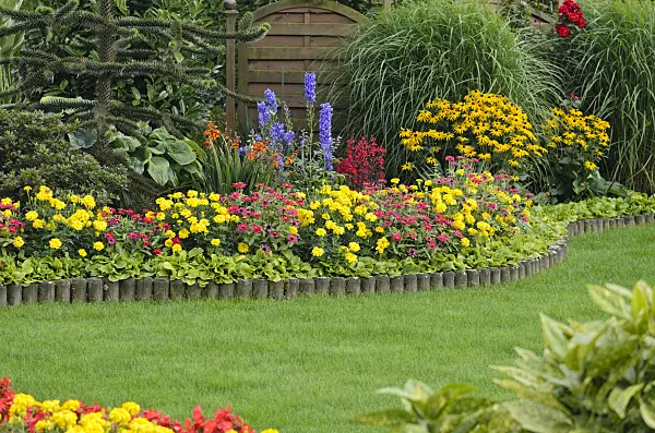 523188 - Marigolds (Tagetes), zinnias (Zinnia), larkspurs (Delphinium) and cone flowers (Rudbeckia)