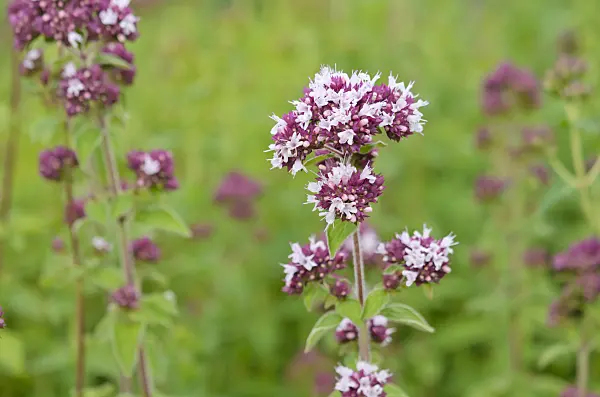 534088 - Marjoram (Origanum majorana)