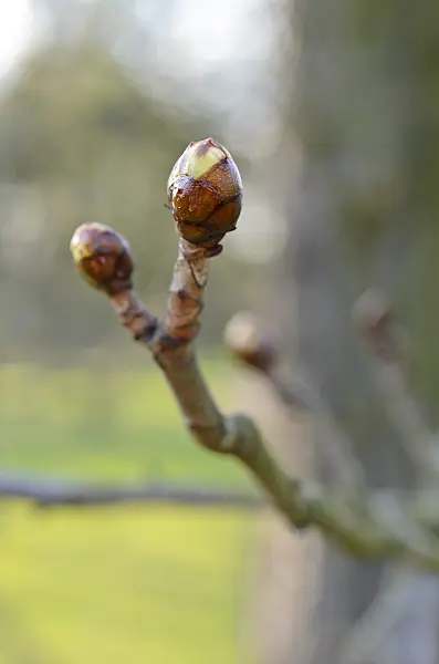 507009 - Marronnier commun (Aesculus hippocastanum)