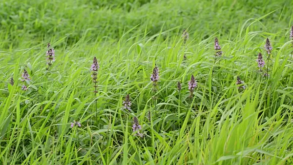 500063 - Marsh betony (Stachys palustris)