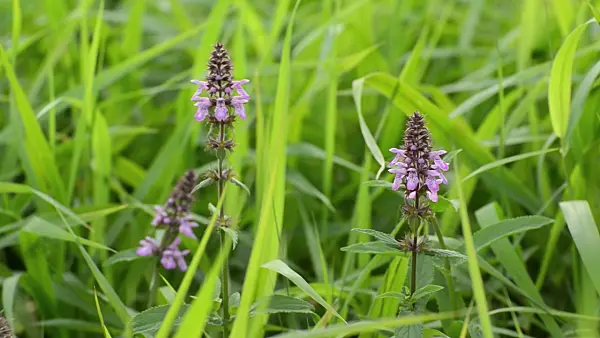 500065 - Marsh betony (Stachys palustris)