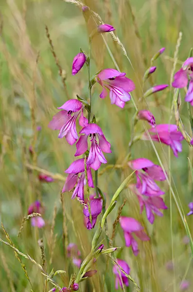 497121 - Marsh gladiolus (Gladiolus palustris)