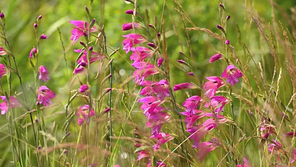 497149 - Marsh gladiolus (Gladiolus palustris)