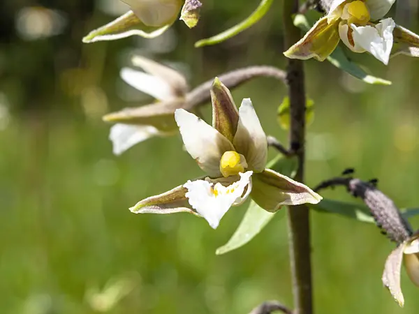439333 - Marsh helleborine (Epipactis palustris)