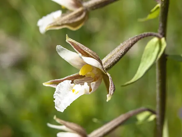 439337 - Marsh helleborine (Epipactis palustris)