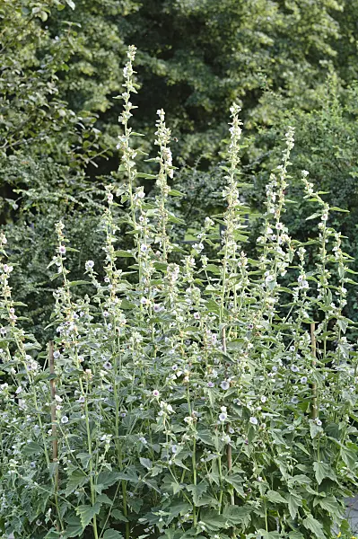 474410 - Marsh mallow (Althaea officinalis)