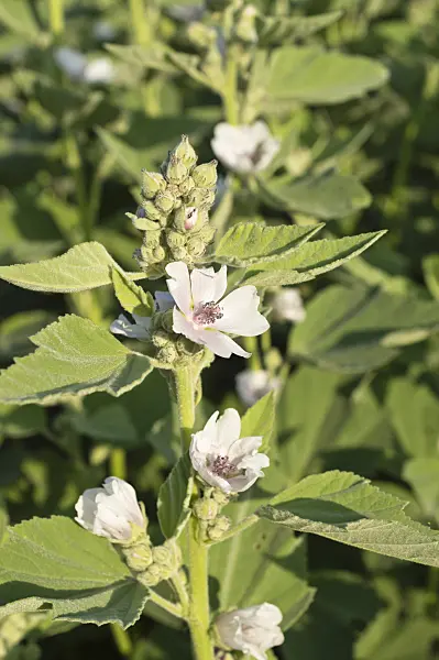509230 - Marsh mallow (Althaea officinalis)