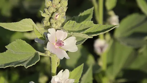 509232 - Marsh mallow (Althaea officinalis)