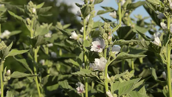 509233 - Marsh mallow (Althaea officinalis)
