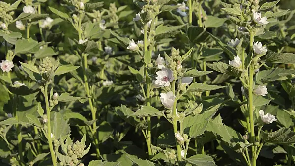 509234 - Marsh mallow (Althaea officinalis)