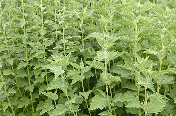 534222 - Marsh mallow (Althaea officinalis)