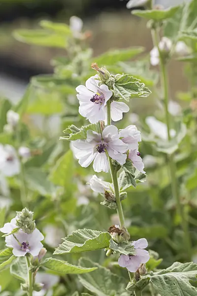 616359 - Marsh mallow (Althaea officinalis)