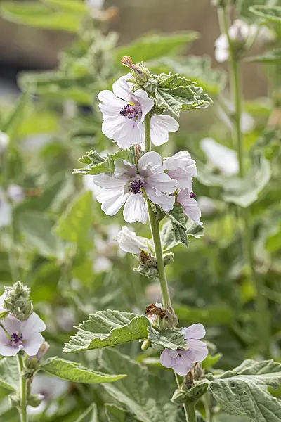 651048 - Marsh mallow (Althaea officinalis)