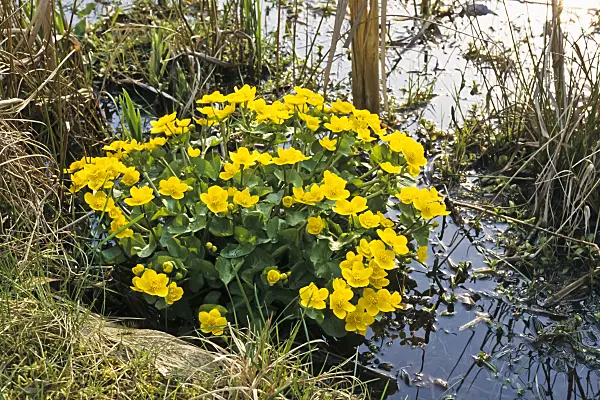 364031 - Marsh marigold (Caltha palustris)