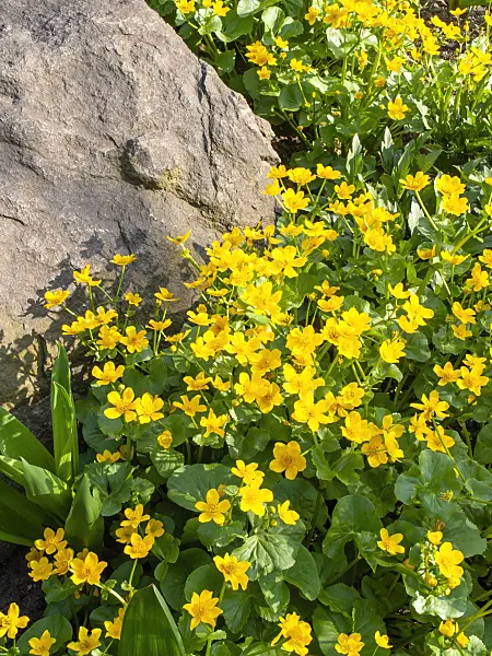 437112 - Marsh marigold (Caltha palustris)